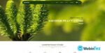 Conifer webintez.com