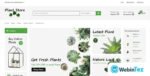 Conifer webintez.com